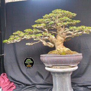 Premna Microphylla Bonsai tree code 170. Tropical Tree. |Ficus |Tiger Brack |Nebari |Maple |Japanese Tree
