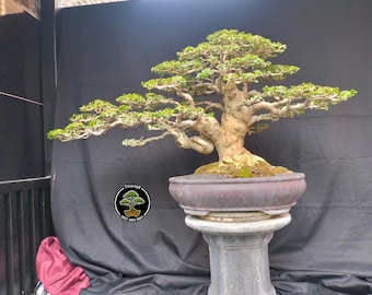 Albero Bonsai Premna Microphylla codice 170. Albero tropicale. /Ficus /Tiger Brack /Nebari /Acero /Albero giapponese