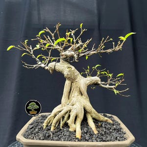 May include: A bonsai tree with a gnarled trunk and visible roots. The tree features fine branches with small green leaves. It is planted in a rectangular brown pot filled with dark, granular soil. The background is a plain black.