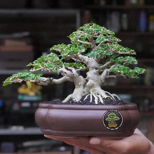 May include: A well-established bonsai tree with lush green foliage and a pale, textured trunk. The tree is potted in a brown, oval ceramic pot. The bonsai is held in a hand, highlighting the intricate details of the miniature tree, a testament to the art of bonsai.