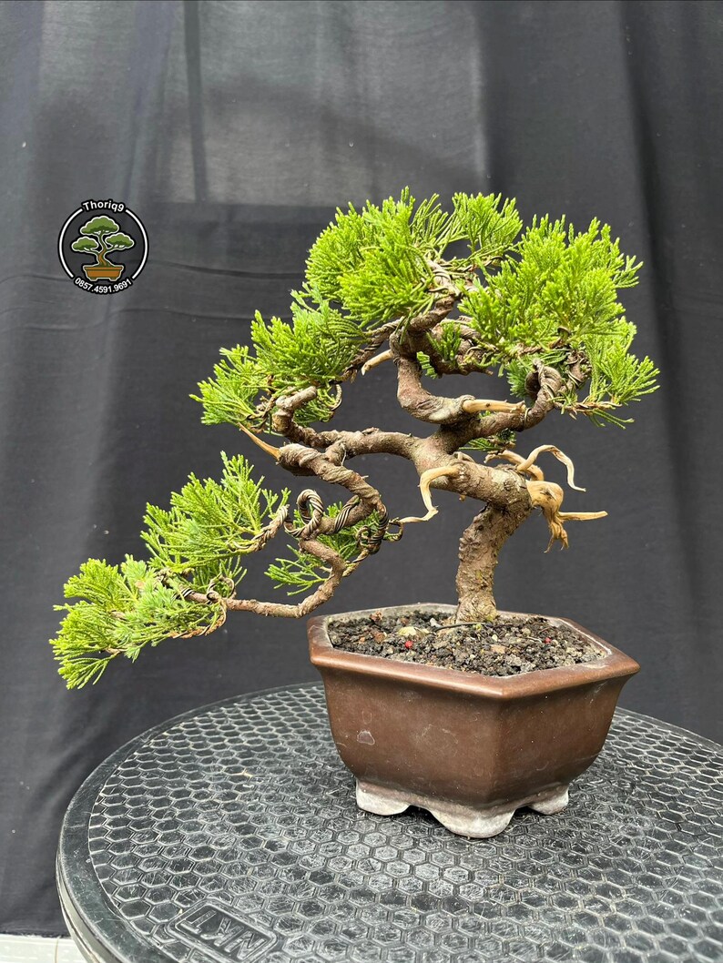 Juniperus Chinensis Cemara Bonsai Tree Code 11. Tropical Tree. |ficus ...