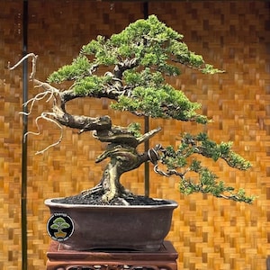 Itoigawa Bonsai - Etsy