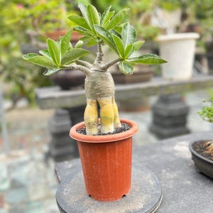 Puede incluir: Una planta de rosa del desierto en maceta, con hojas verdes vibrantes y un tronco grueso y bulboso. La planta está en una maceta de plástico color terracota, sobre una superficie de piedra gris. El fondo muestra otras plantas y macetas.