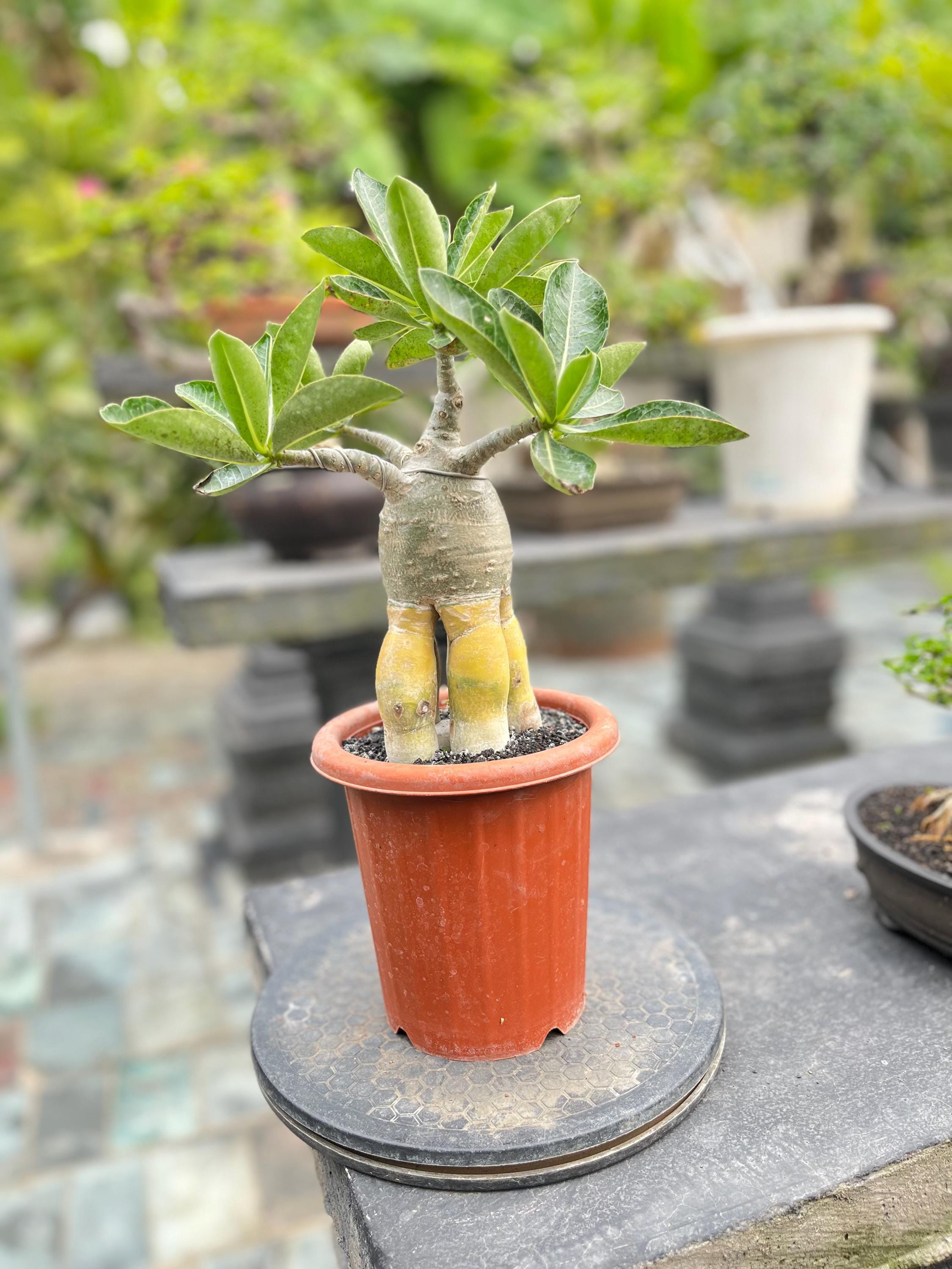 アデニウムアラビカム - Etsy 日本