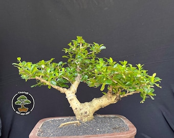 Ehretia microphylla Bonsai tree code 02. Tropical Tree. |Ficus |Tiger Brack |Nebari |Maple |Japanese Tree