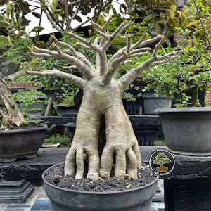 Bonsái de rosa del desierto. Bonsái grande de Adenium Arabicum. Código de árbol 009. Árbol tropical. /Ficus /Tiger Brack /Nebari /Arce /Árbol japonés