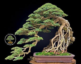 Premna Microphylla Bonsai código 128. Árbol tropical. /Ficus /Tiger Brack /Nebari /Arce /Árbol japonés