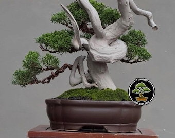Juniperus Chinensis Cemara Tanuki Bonsai tree code H08. Tropical Tree. |Ficus |Tiger Brack |Nebari |Maple |Japanese Tree