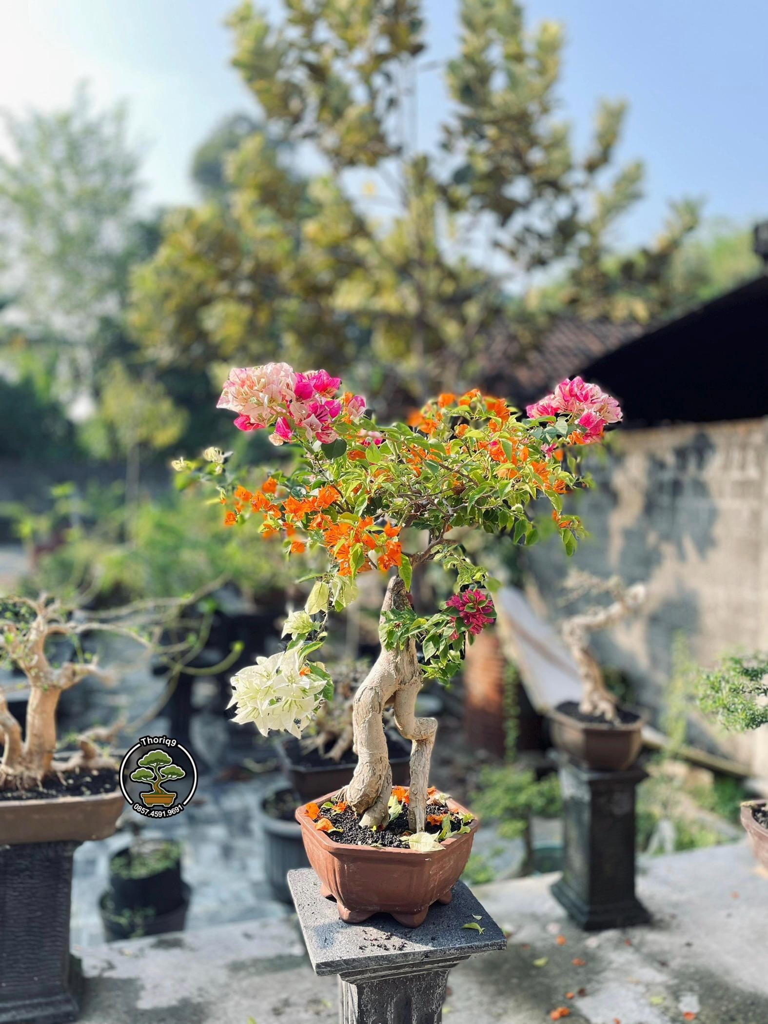 ブーゲンビリアグラブラ - Etsy 日本 r⁄Bonsai : 園芸ネット本店