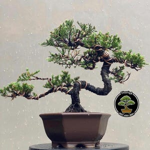 Pode incluir: Uma árvore bonsai com folhagem verde e um tronco escuro e torcido. Fio de cobre envolve os galhos, e a árvore está em um vaso marrom octogonal. O fundo é cinza claro com gotículas de água.