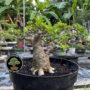 Puede incluir: Un árbol bonsái en una maceta negra con un tronco grueso y texturizado y hojas verdes. El árbol tiene un alambre enrollado alrededor de una rama. La maceta se asienta sobre tierra oscura con pequeñas piedras rojas. El fondo incluye otros bonsáis y vegetación exuberante.