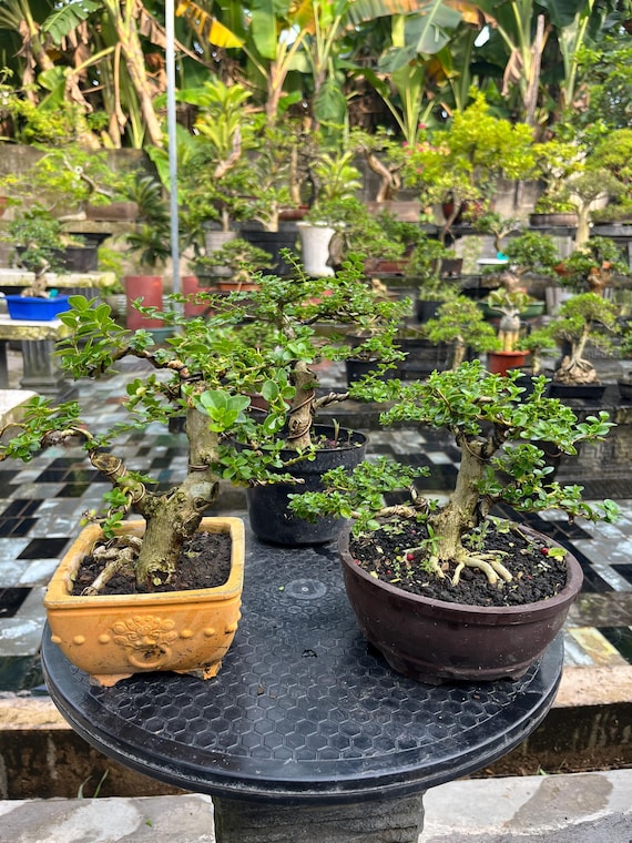 easy bonsai starter kit Lisbon Lemon Bonsai Starter Kit  B for Bonsai