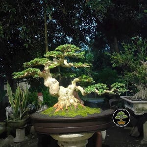 Könnte beinhalten: Ein sorgfältig gefertigter Bonsai-Baum mit einem dicken, strukturierten Stamm und üppigem, grünem Laub. Der Baum ist in einem dunkelbraunen Keramiktopf gepflanzt, der auf einem dekorativen Sockel steht. Im Hintergrund sind weitere Pflanzen und Bäume zu sehen.