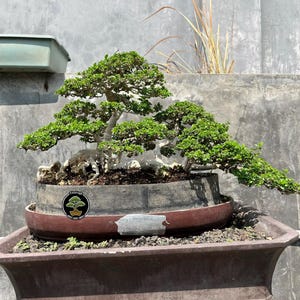 Premna Mycrophylla Bonsai árbol código 249. Árbol tropical. /Ficus /Tiger Brack /Nebari /Arce /Árbol japonés