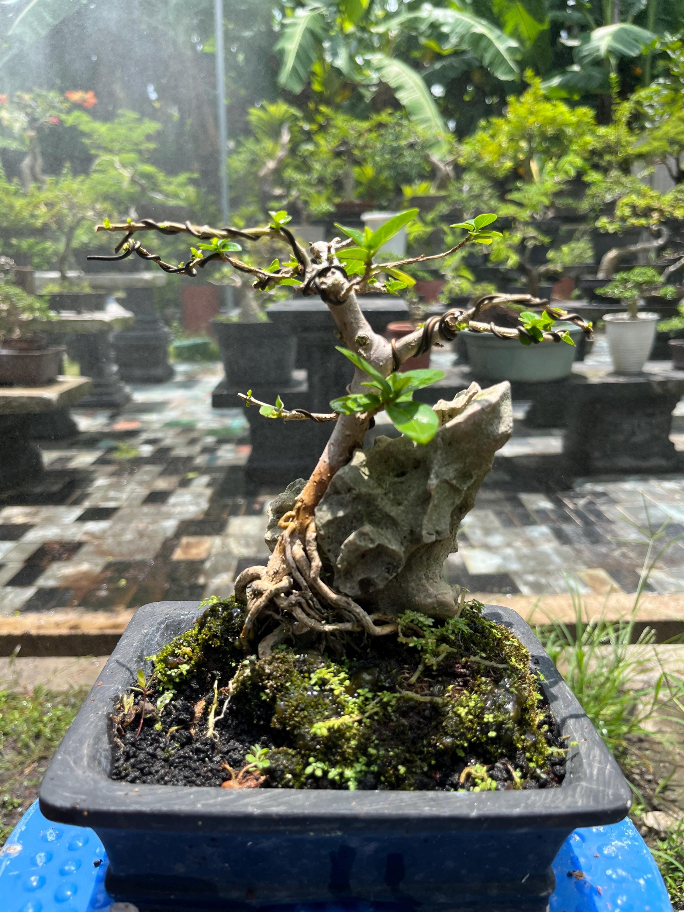 Premna Microphilla Bonsai Tree Code 007. Tropical Tree. |ficus