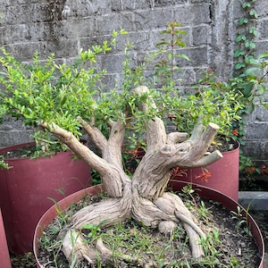 May include: A bonsai tree with a gnarled, textured trunk and branches, planted in a burgundy-colored pot. The tree has vibrant green leaves and is surrounded by grass. The background features a weathered brick wall.