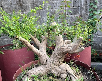 May include: A bonsai tree with a gnarled, textured trunk and branches, planted in a burgundy-colored pot. The tree has vibrant green leaves and is surrounded by grass. The background features a weathered brick wall.