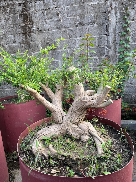 wie groß wird eine glücksfeder Glücksfeder (Zamioculcas) main image 1