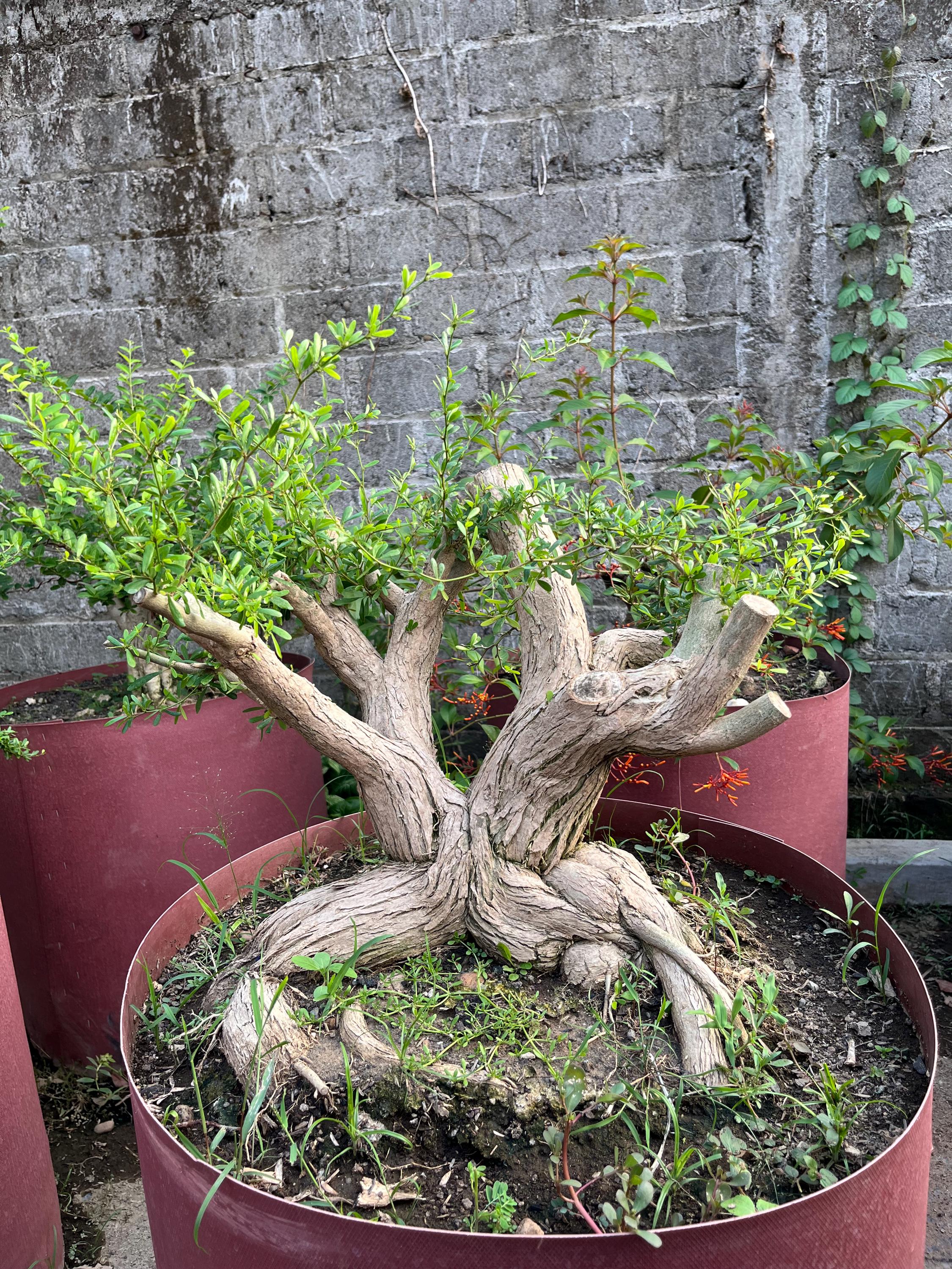Plum bonsai - Etsy.de