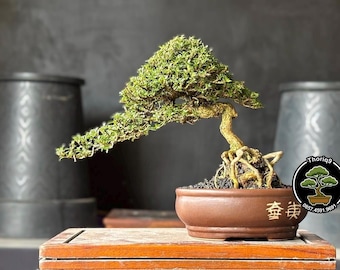 Serrisa japonica Bonsai Tree code 09. Tropical Tree. |Ficus |Tiger Brack |Nebari |Maple |Japanese Tree