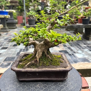 Może przedstawiać: Drzewko bonsai z teksturowanym pniem i żywymi zielonymi liśćmi. Drzewko jest posadzone w prostokątnej, brązowej ceramicznej doniczce wypełnionej ziemią i mchem. Bonsai jest prezentowane na czarnej, wzorzystej powierzchni.