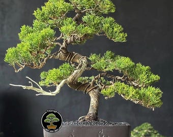 Juniperus Chinensis Cemara Tanuki Bonsai tree code 023. Tropical Tree. |Ficus |Tiger Brack |Nebari |Maple |Japanese Tree
