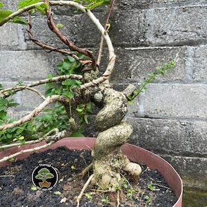 Puede incluir: Un bonsái en una maceta de terracota. El árbol tiene un tronco retorcido y ramas con pequeñas hojas verdes. La tierra es oscura y la maceta está colocada contra una pared de ladrillos grises. Un logotipo es visible en la maceta.