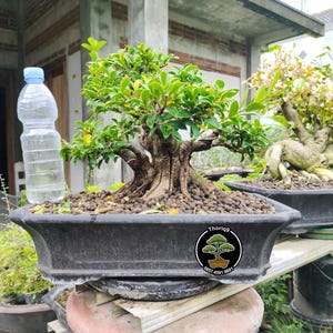 Ficus Microcarpa Bonsai Tree code 03. Tropical Tree. |Ficus |Tiger Brack |Nebari |Maple |Japanese Tree