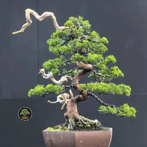 Juniperus Chinensis cemara Bonsai tree code 39. Tropical Tree. |Ficus |Tiger Brack |Nebari |Maple |Japanese Tree