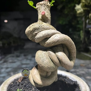 Puede incluir: Un bonsái con un diseño de tronco retorcido único. El tronco es de color marrón claro, con una superficie texturizada. El bonsái está plantado en una maceta de cerámica blanca llena de tierra oscura. Nuevas hojas verdes brotan.