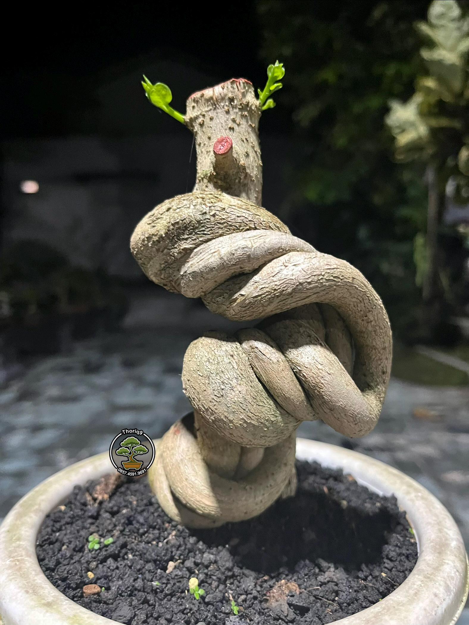 Buxus - Etsy 日本