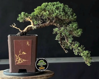 Juniperus Chinensis cemara Bonsai tree code H07. Tropical Tree. |Ficus |Tiger Brack |Nebari |Maple |Japanese Tree
