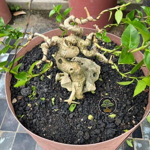 Puede incluir: Un bonsái en una maceta de terracota. El árbol tiene un tronco y ramas nudosos, de color marrón claro, con pequeñas hojas verdes. La maceta está llena de tierra oscura. Se ve un logotipo con un bonsái.