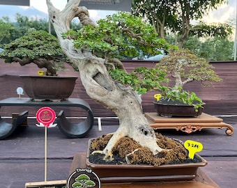 Premna Mycrophylla Bonsai tree code 218. Tropical Tree. |Ficus |Tiger Brack |Nebari |Maple |Japanese Tree