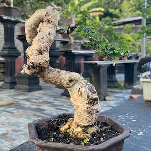 May include: A bonsai tree with a thick, textured, light brown trunk that curves upward in a winding shape. The tree features small, vibrant green leaves on thin branches extending to the right, planted in a dark brown, hexagonal ceramic pot.