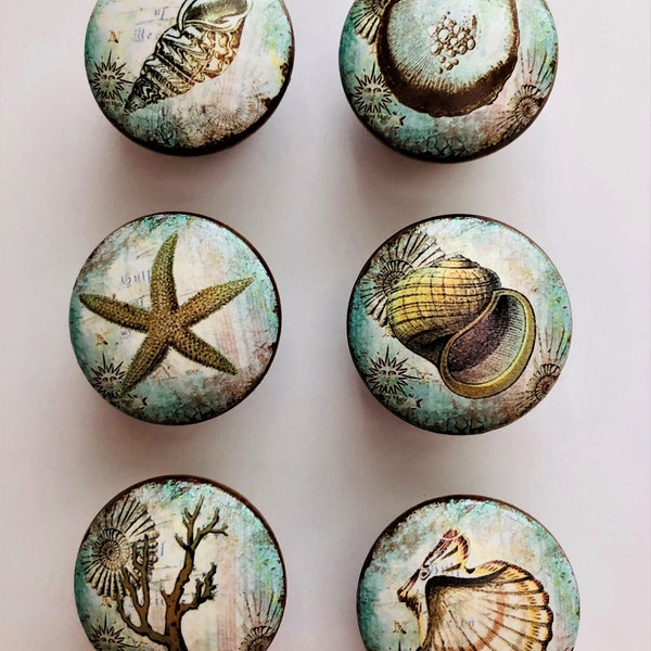 Seashell Knobs Etsy