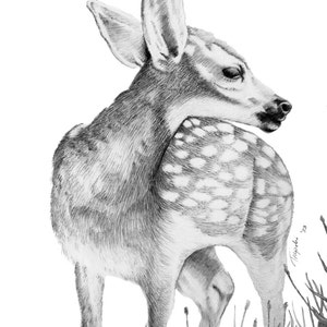 Fawn - 11 x 14 Matted Print