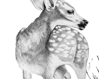 Fawn - Note Card Package