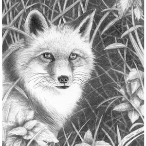 Fox - Note Card Package