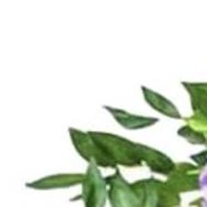 May include: Close-up of vibrant purple wisteria flowers and lush green leaves against a white background. The image highlights the delicate petals and the natural beauty of the plant.