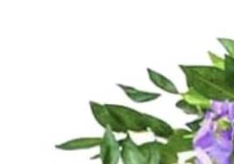 May include: Close-up of vibrant purple wisteria flowers and lush green leaves against a white background. The image highlights the delicate petals and the natural beauty of the plant.
