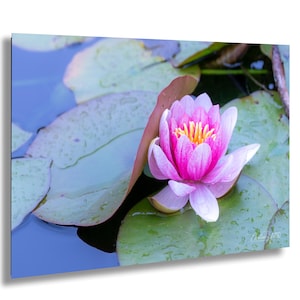 Water Lily Wall Art Photography Print, Pink Lotus Flower on Lily Pad Pond Photo, Filoli Gardens California Botanical Garden Decor