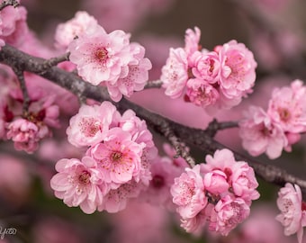 Cuadro decorativo de flores de cerezo, estampado de sakura rosa, decoración floral de primavera
