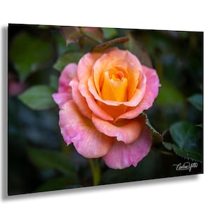 Pink Rose Wall Art Photography Print, Single Bloom Rose Photo, Orange and Pink Garden Flower, Portland Oregon Rose Garden Nature Decor