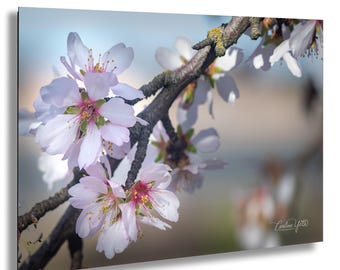 Cherry Blossom Photo Print, Spring Sakura Flower, San Ramon California Nature Decor