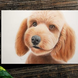 May include: A coloured pencil drawing of a golden-brown puppy with a black nose and brown eyes. The puppy's fur is rendered with fine detail, and the artwork is signed "Aurora". The drawing is on a white background.