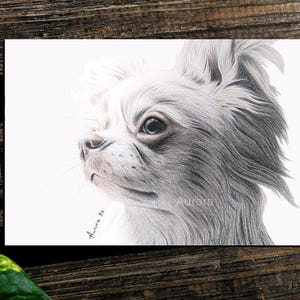 Peut inclure: Dessin au crayon d'un Chihuahua à poils longs, en nuances de blanc et de gris. L'œuvre présente des détails précis sur la texture du pelage et un regard concentré. La signature de l'artiste, "Aurora 24", est visible. Fond blanc.