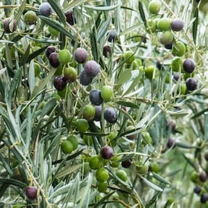 Arbequina Olive Seeds for Planting – Heirloom, Non-GMO, High-Yield Dwarf Olive Tree for Home Garden & Containers