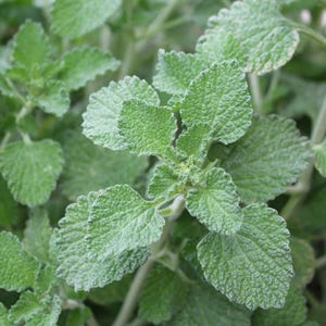 Lila Andorn Blumensamen zum Anpflanzen - Erbstück, Non-GMO, Bio-Gartensamen, hohe Keimung