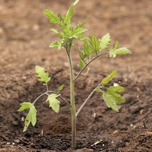 Tomato plants
